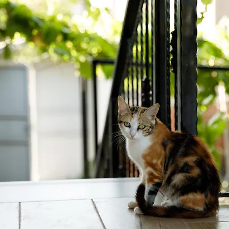 Agimi 65 Gjirokastër