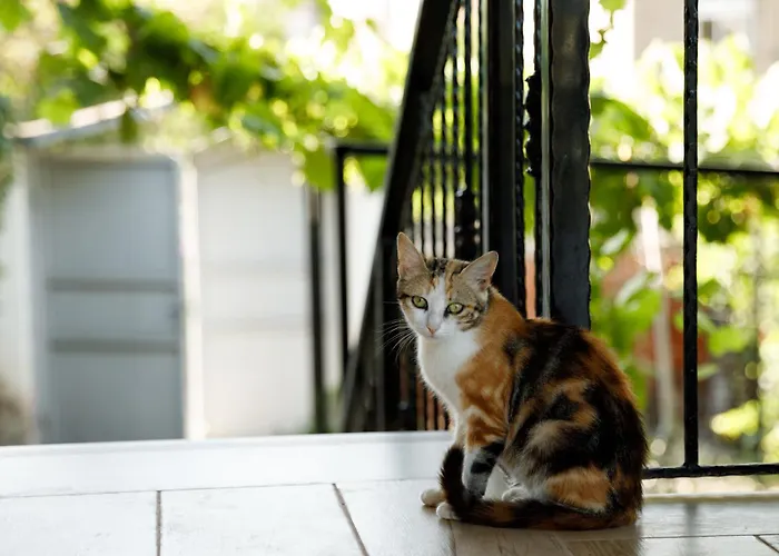 Agimi 65 Gjirokastra