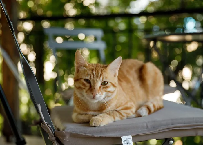 Szálloda Agimi 65 Gjirokastra