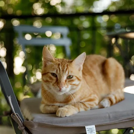 Hotel Agimi 65 Gjirokastër
